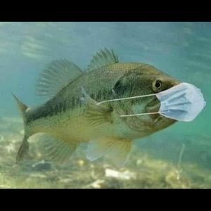 Meet your Posher, Lanoris